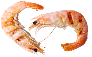 langostino